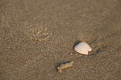 seashell1