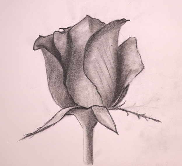 How To Draw A Rose | Cassandra Hanley Art